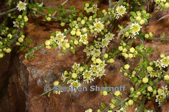 adolphia californica 3 graphic